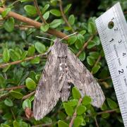 Sam measured the moth with a ruler.