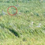 Wicken Fen fledged crane chick [circled] on Ouse Washes