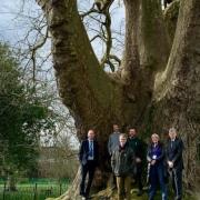 The ancient plane tree in the grounds of King’s Ely School will be open to the public this Sunday (September 15) as part of Heritage Open Weekend.