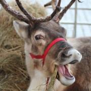 Comet the reindeer is coming to Ely