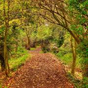 Gerry Brown took this wonderful Autumn image.