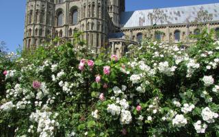 One of the Ely gardens that opened to the public on June 4.