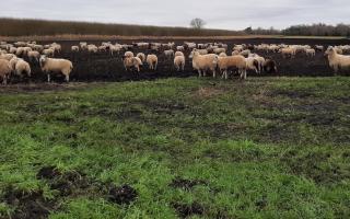 These ram-raiders blocked the road between Isleham and Prickwillow.