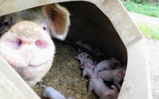 Happy outcomes: Clarksons Ring is helping improve piglet welfare by reducing the risk of overlays.