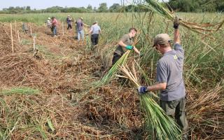 Harvesting sedge for thatching at Wicken Fen National Nature Reserve