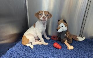 Six puppies were found abandoned in Station Road between Welney and Ten Mile Bank on different days during the same week.