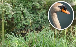 Jen Wallis discovered the bird in distress in The Lode in Soham, on Sunday August 18. 