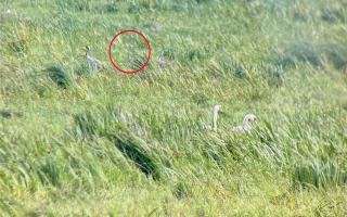 Wicken Fen fledged crane chick [circled] on Ouse Washes