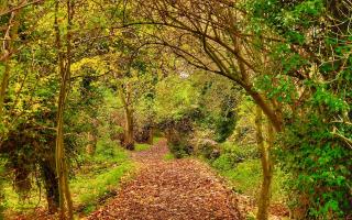 Gerry Brown took this wonderful Autumn image.