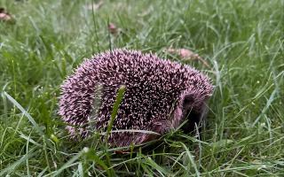 A hedgehog.